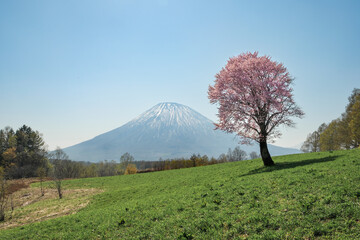 羊蹄山と桜の風景 北海道ニセコエリア 望羊の丘