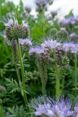 purple thistle flower
