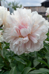 Pink peony with black insect