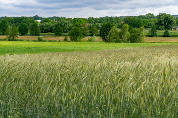 Summer rural landscape with a rippling grain field in the foreground. In the background, green meadows, trees, and rolling hills under a cloudy sky. A peaceful and natural countryside scene.