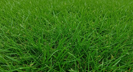 Lush green grass blades form a dense, textured surface under gentle outdoor light