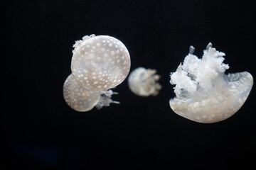 Spotted jellyfish floating in aquarium