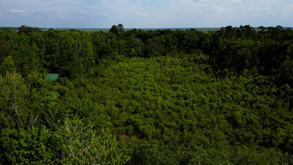 Biven's Arm Nature Preserve - Gaiensville, Fl 4k