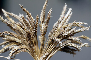 Fototapeta premium Saint Marien church. Bunch of wheat ears. Mezilles. France.