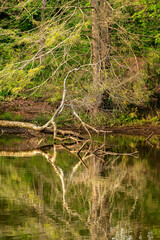 Fallen tree on lake shoreline