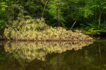 Fallen tree on lake shoreline
