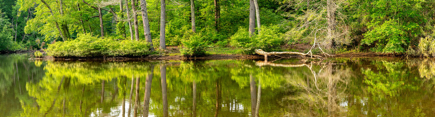 Lakefront shoreline panorama in forest