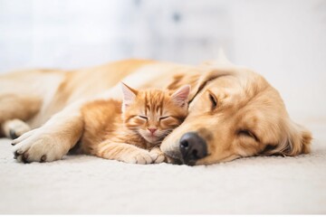 Adorable Golden Retriever and Orange Tabby Kitten Sleeping Peacefully Together, Showcasing Comfort, Friendship, and the Heartwarming Bond Between Pets in a Serene and Cozy Moment