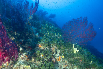 Parete ricoperta da gorgonie rosse, Paramuricea clavata, alghe verdi e spugne gialle	