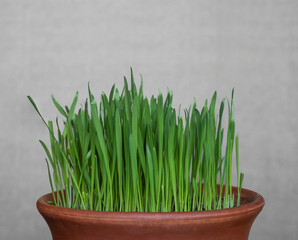 Oat sprouts in a ceramic pot on a gray background