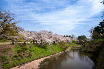 春の鶴ヶ城　お堀と桜並木 福島県会津若松市