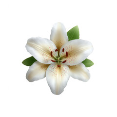 Obraz premium A beautiful white lily flower with subtle reddish spots, surrounded by green leaves, isolated on a white background, perfect for decoration or floral arrangements.
