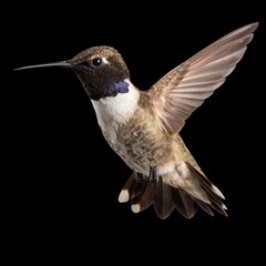 Hummingbird in Flight