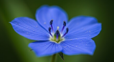Fototapeta premium Close up of a bright blue flower with five petals against a soft, blurred green backdrop