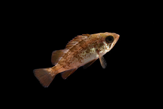 Japanese white seaperch (Sebastes cheni) juvenile, TL:45mm