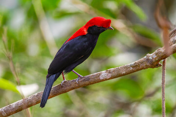 Helmeted Manakin - Antilophia galeata 