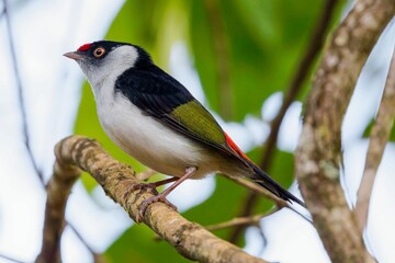 Pin-tailed manakin - Ilicura militaris 