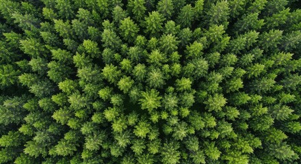 Aerial view of lush green coniferous trees creating a dense forest canopy texture