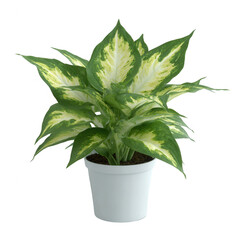 Vibrant green and white Dieffenbachia plant in a simple white pot, showcasing lush foliage. Ideal for indoor decoration, adding a touch of nature to any space.