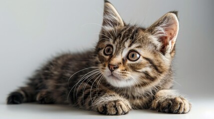 Lying Tabby Kitten Portrait