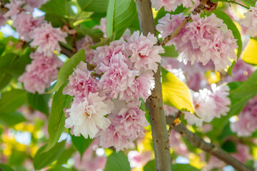 Sakura Blossoms in the Shade of Other Leaves
