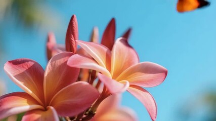 A dreamy close-up of pink and yellow plumeria flowers as the camera tilts upward toward a vivid blue sky. Butterflies flutter gently among the petals, catching sunlight that glows softly through - Powered by Adobe
