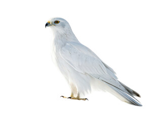 Fototapeta premium harrier animal png medium-sized raptor png bird of prey png grassland hunter bird png wild harrier species png predatory bird png flying harrier png transparent background image
