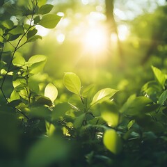 Close-up of leaves illuminated by warm sunlight creating a beautiful nature background