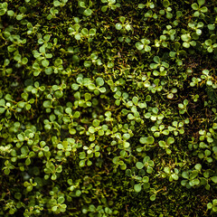 Close-up of lush green moss with tiny, vibrant leaves densely packed together, growing on a dark surface. The texture is soft and intricate, with natural light highlighting.