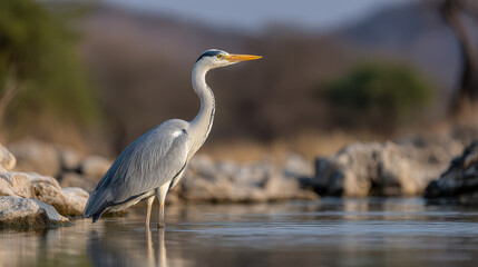Obraz premium graceful heron standing on one leg emphasizing its elegant figure