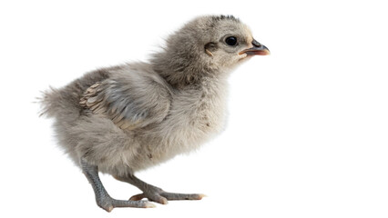 Fototapeta premium chick , isolated transparent background