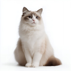 Obraz premium Fluffy Ragdoll Cat Sitting On White Background