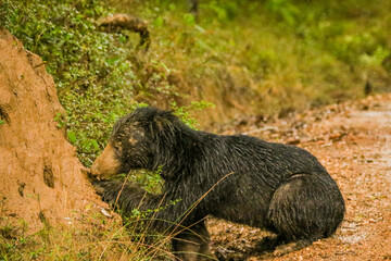 Black sloth bear sucking termites, Wilpattu, Sri Lanka