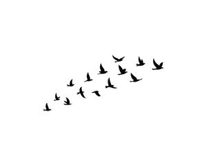 Obraz premium Silhouette of Birds Flying in Formation Against a White Background Symbolizing Freedom Migration and the Beauty of Nature in Flight