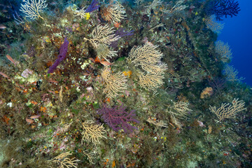 Parete ricoperta da Eunicella cavolinii e Paramuricea clavata con anthias