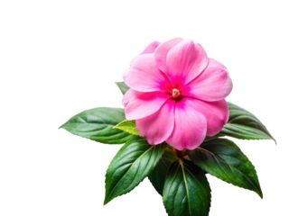 impatiens png ornamental flower plant png vibrant garden impatiens png close-up floral species png non-stop blooming flower png landscaping plant png transparent background image