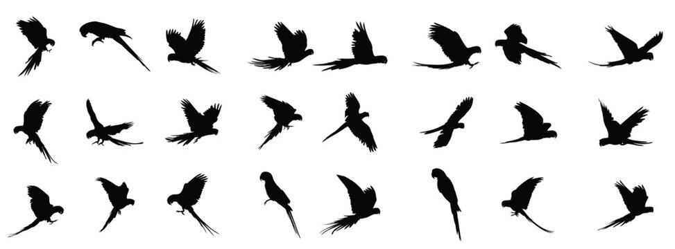 macaw parrot silhouette