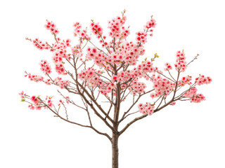 indian coral tree png Erythrina variegata png red flowering tree png ornamental tropical tree png legume family tree png spiny coral bark tree png transparent background image
