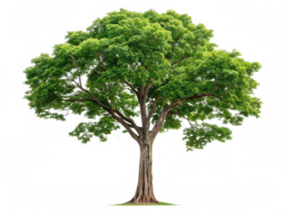 indian cork tree png Millingtonia hortensis png tall white flower tree png fragrant blooming tree png night jasmine tree png urban landscaping tree png transparent background image