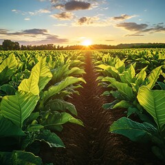 Golden hour shining tobacco leaves plantation agriculture landscape sunset crop farming scenic view image