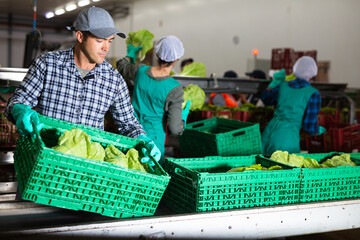 Focused man working on sorting line in vegetable factory, stacking plastic boxes with selected...