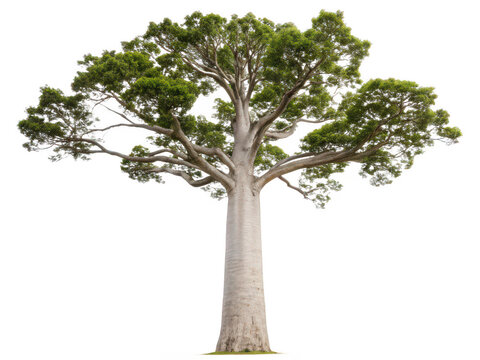 kauri tree png Agathis australis png New Zealand native conifer png ancient evergreen tree png massive forest tree png heritage tree species png transparent background image