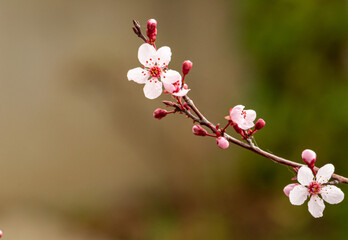 Cherry blossom branch with bokeh background