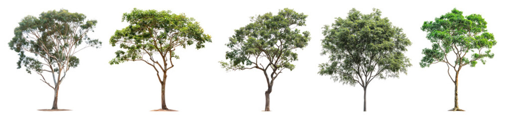 PNG Diverse green trees in line, element set on transparent background