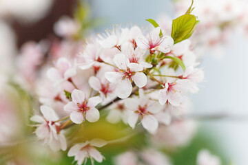 Pink and white apple blossom flowers on tree in springtime