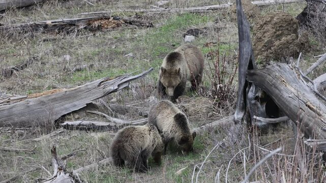 Grizzly Bear in Springtime in Yellowstone National Park Wyoming