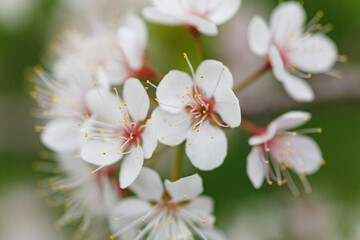 Pink and white apple blossom flowers on tree in springtime