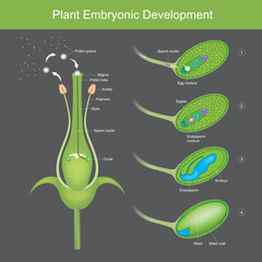 Plant Embryonic Development. The growth and development of embryos produced of plant