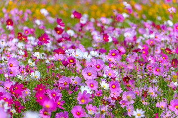 満開のコスモス畑の華やかな景色