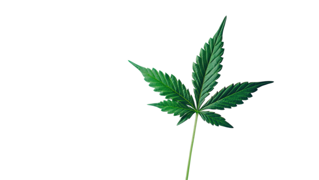 Close-up of a vibrant green cannabis leaf